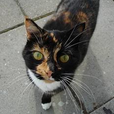 Blanding af racer FELINA