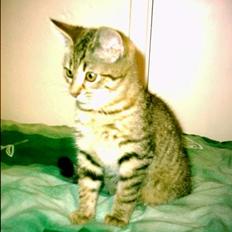 Blanding af racer O´Malley