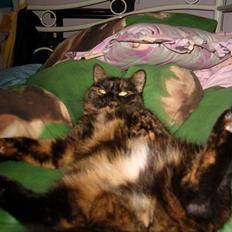 Blanding af racer Wilma