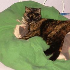 Blanding af racer Wilma