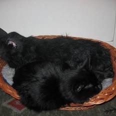 Blanding af racer Donna (død)