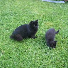 Blanding af racer Donna (død)