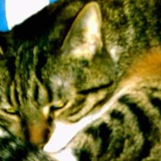 Blanding af racer Mister(død)