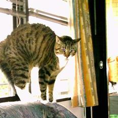 Blanding af racer Mister(død)