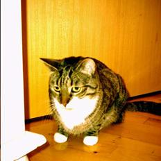 Blanding af racer Mister(død)