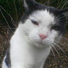 Blanding af racer cleo