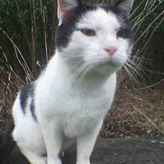 Blanding af racer cleo