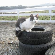 Blanding af racer bollis