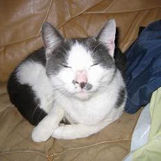 Blanding af racer bollis