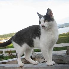 Blanding af racer bollis