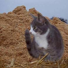 Blanding af racer Monster