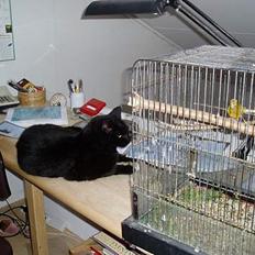 Blanding af racer Sorte