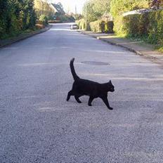 Blanding af racer Sorte