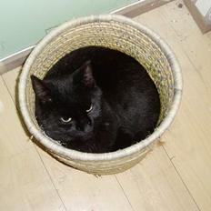 Blanding af racer Sorte