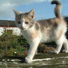 Blanding af racer Milly