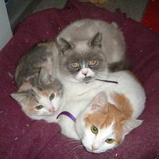 Blanding af racer Milly