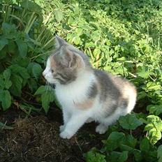 Blanding af racer Milly