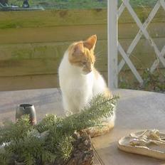 Huskat Tiger (på eng)(DØD!!)