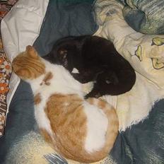 Huskat Tiger (på eng)(DØD!!)