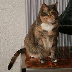 Blanding af racer Matilde