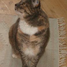 Blanding af racer Matilde