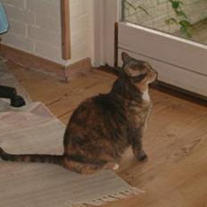 Blanding af racer Matilde