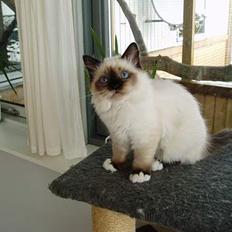 Hellig Birma Beckkara´s Spirit