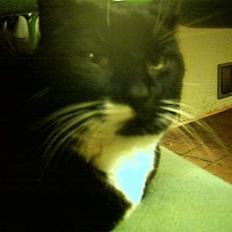 Blanding af racer Sorte mis