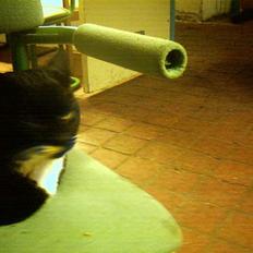 Blanding af racer Sorte mis