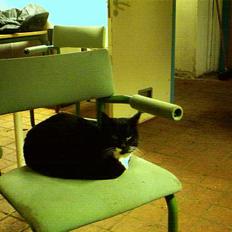 Blanding af racer Sorte mis