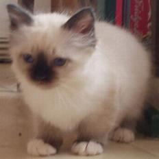 Hellig Birma Beckkara´s Spirit