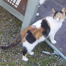 Blanding af racer Misse-mor