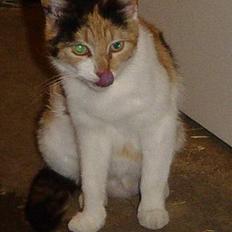 Blanding af racer Misse-mor