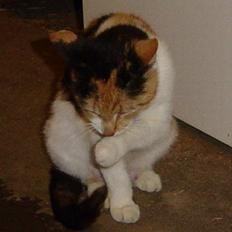 Blanding af racer Misse-mor