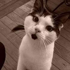 Blanding af racer Fister