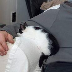 Blanding af racer Fister