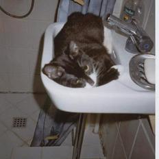 Blanding af racer Thomas