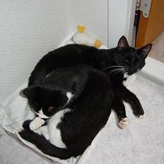 Blanding af racer Pjok