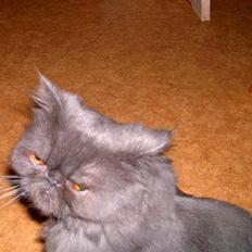 Perser Gizmo (misseren)