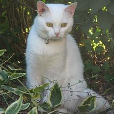 Blanding af racer Duchess * Prinsessen*