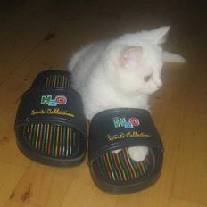 Blanding af racer Duchess * Prinsessen*