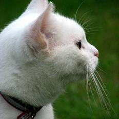 Blanding af racer Duchess * Prinsessen*