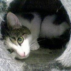 Blanding af racer Trunte