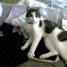 Blanding af racer Trunte