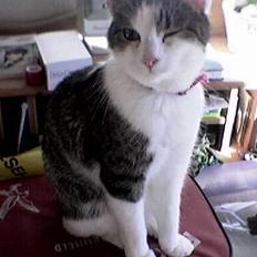 Blanding af racer Trunte