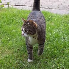 Huskat Malte (EFTERLYSNING!!)