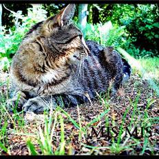 Blanding af racer MisMis *Prinsessen*