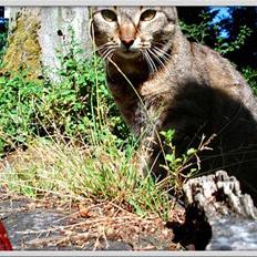 Blanding af racer MisMis *Prinsessen*