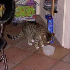 Blanding af racer Sumertime