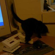 Blanding af racer Lyn